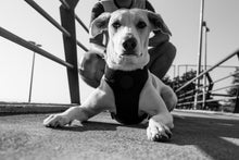 Cargar imagen en el visor de la galería, ZeeDog Gotham Air Mesh Harness arnes de pecho para perros ,