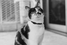 Cargar imagen en el visor de la galería, ZeeCat Gotham collar para gatos