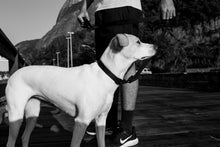 Cargar imagen en el visor de la galería, ZeeDog Gotham collar para perros,