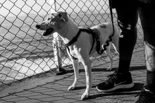 Cargar imagen en el visor de la galería, ZeeDog Gotham H-Harness practico arnés para perros,