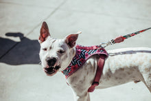 Cargar imagen en el visor de la galería, ZeeDog Mahalo Dog Leash correa para perros,