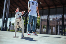 Cargar imagen en el visor de la galería, ZeeDog Skull Dog Leash correa para perros,