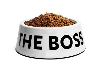 ZeeDog Bowl The Boss White Small