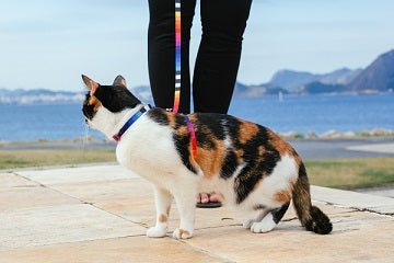 ZeeCat Prisma Harness + Leash Set   set de arnés para  gato