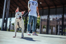 Cargar imagen en el visor de la galería, ZeeDog Skull Dog Leash correa para perros, 
